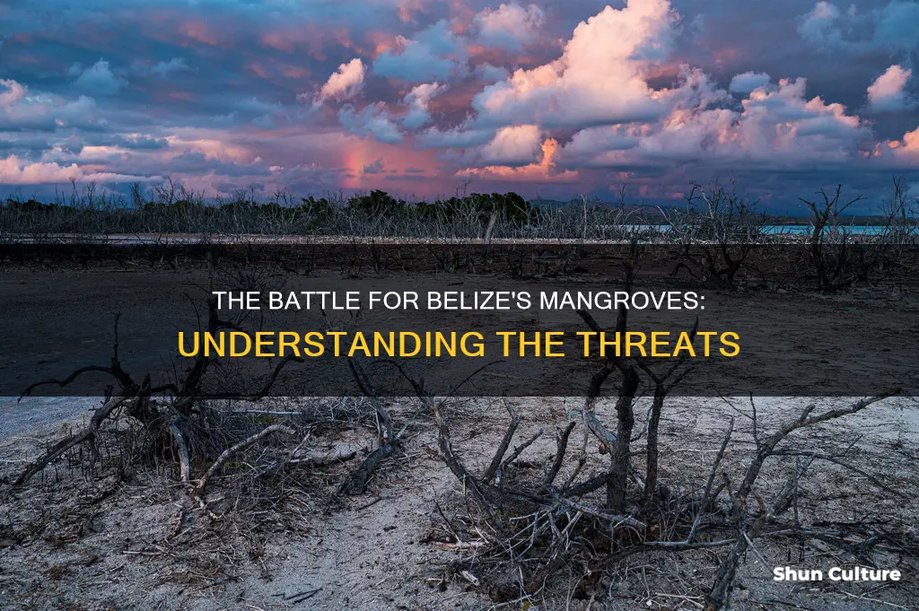 what are the greatest threats to mangroves in belize