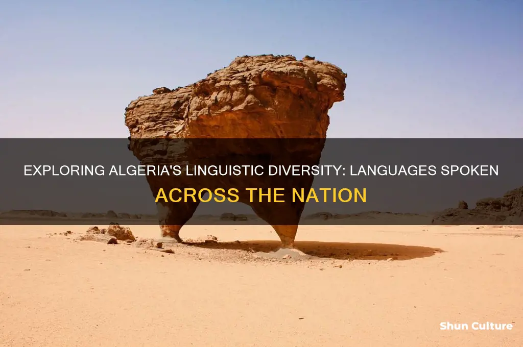 what are the languages spoken in algeria
