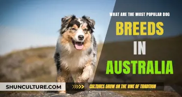 Trending Dog Breeds in Australia: A Comprehensive Overview