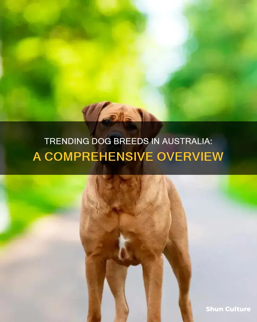 what are the most popular dog breeds in australia