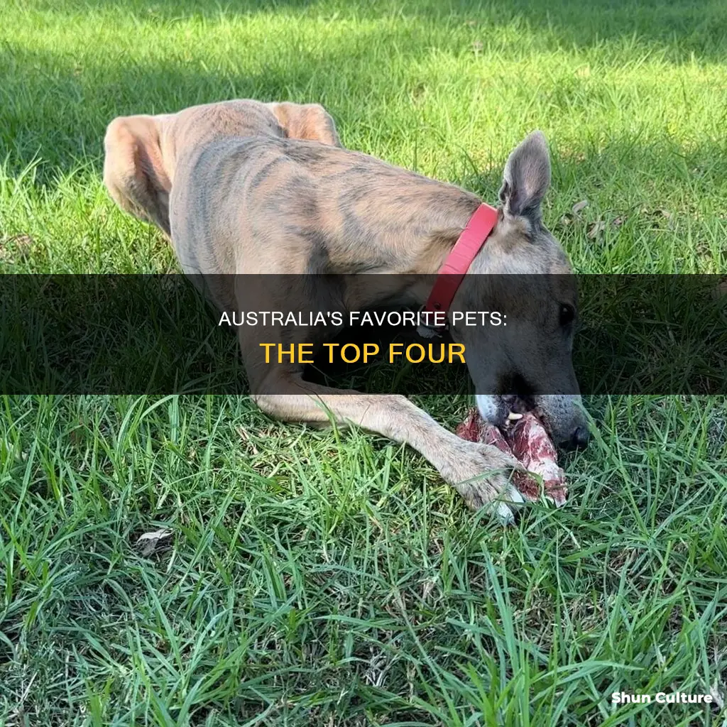 what are the most popular pets in australia top 4