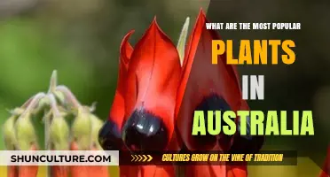 Explore Australia's Favourite Plants