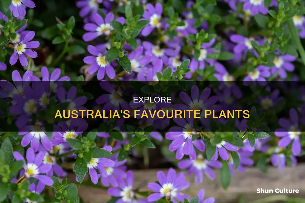 what are the most popular plants in australia