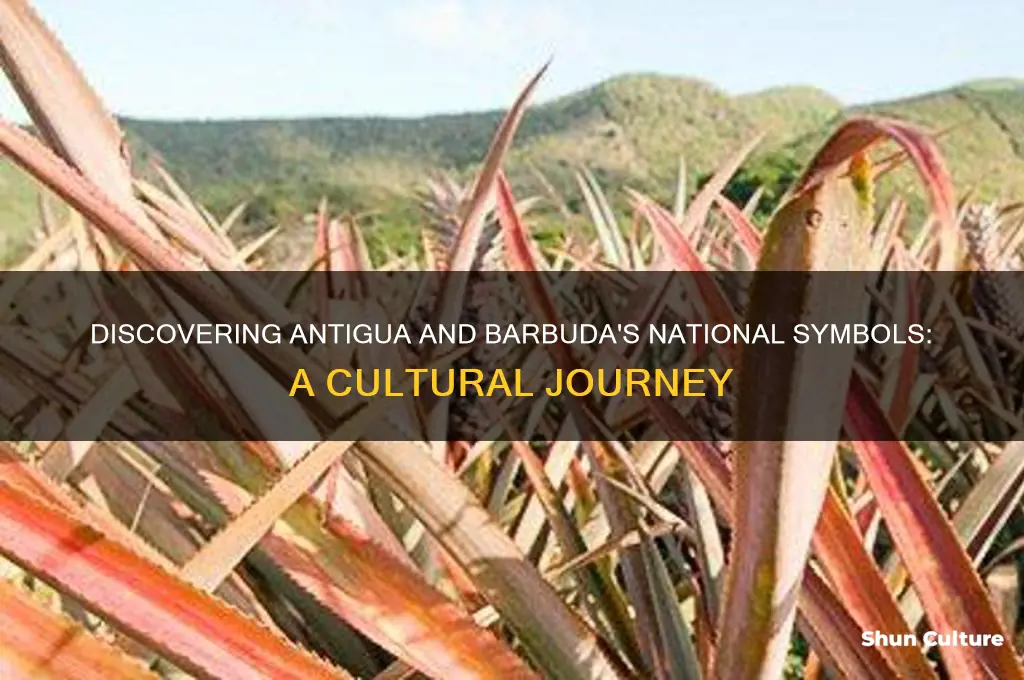 what are the national symbols of antigua and barbuda