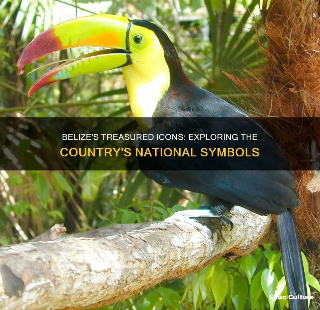 what are the national symbols of belize