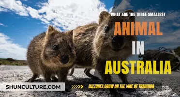 Tiny Aussie Animals: The Smallest Three