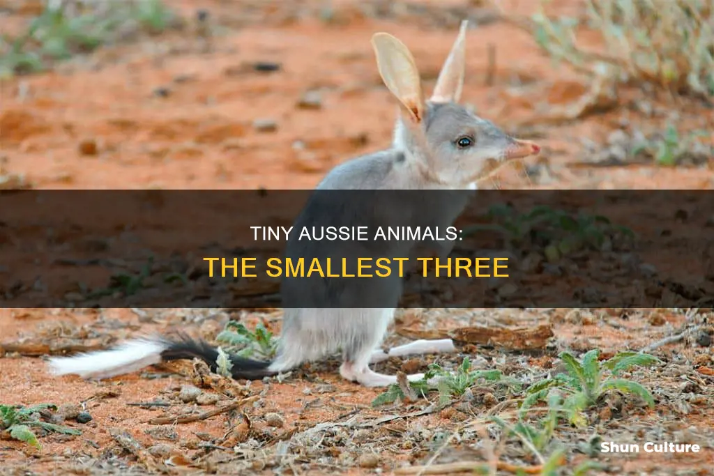 what are the three smallest animal in australia