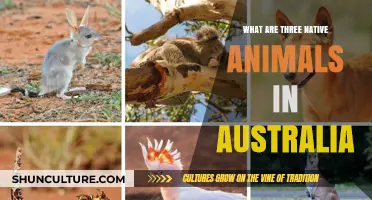 Discover Australia's Unique Native Animals