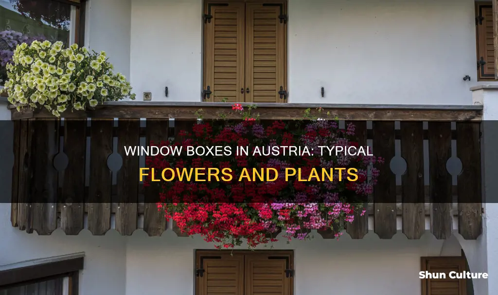 what are typical flowers in austrian window boxes