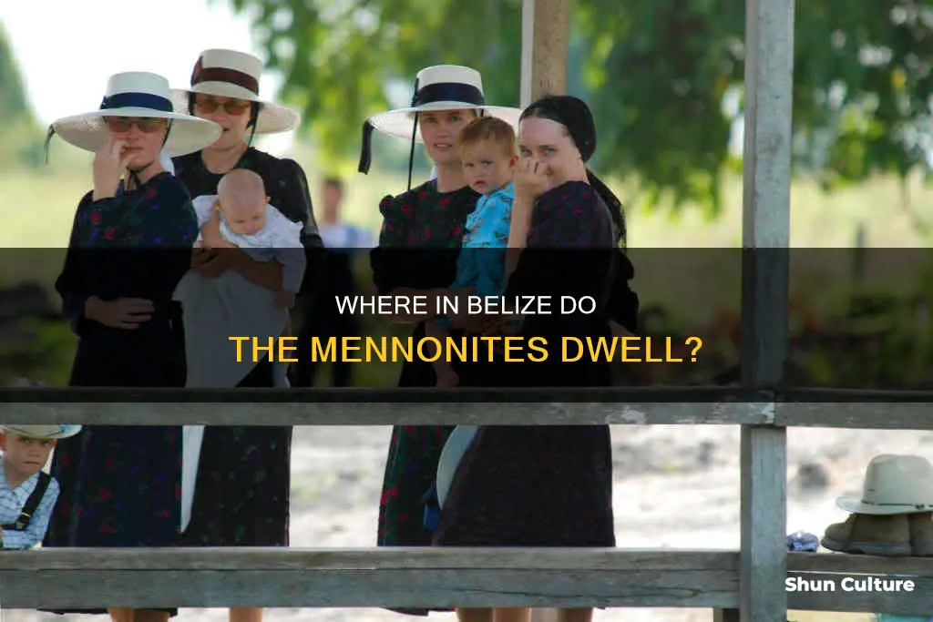 what area do the mennonites live in belize