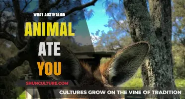 Australian Wildlife: Dangerous Encounters and You
