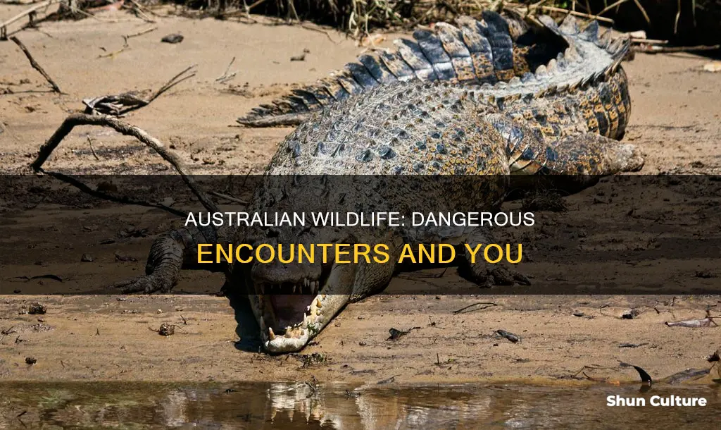 what australian animal ate you