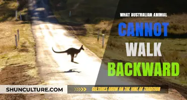 Which Australian Animal Can't Walk Backwards?