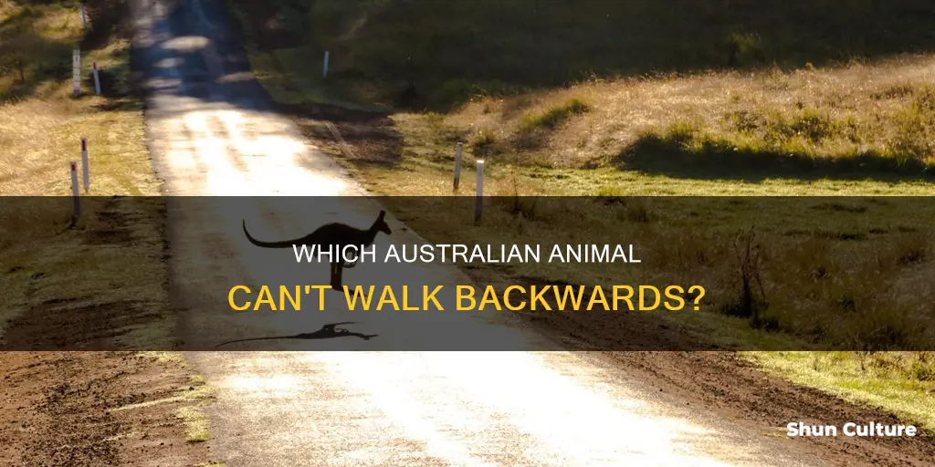 what australian animal cannot walk backwards