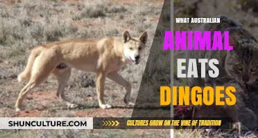 Dingo Diet: What Australian Animals Eat Dingoes?