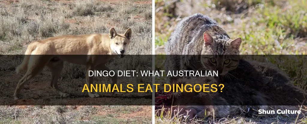 what australian animal eats dingoes