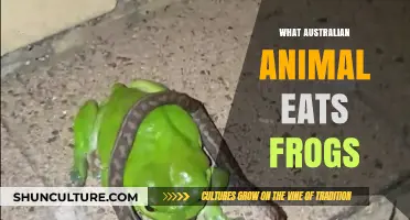 Australian Predators: Who Eats Frogs?
