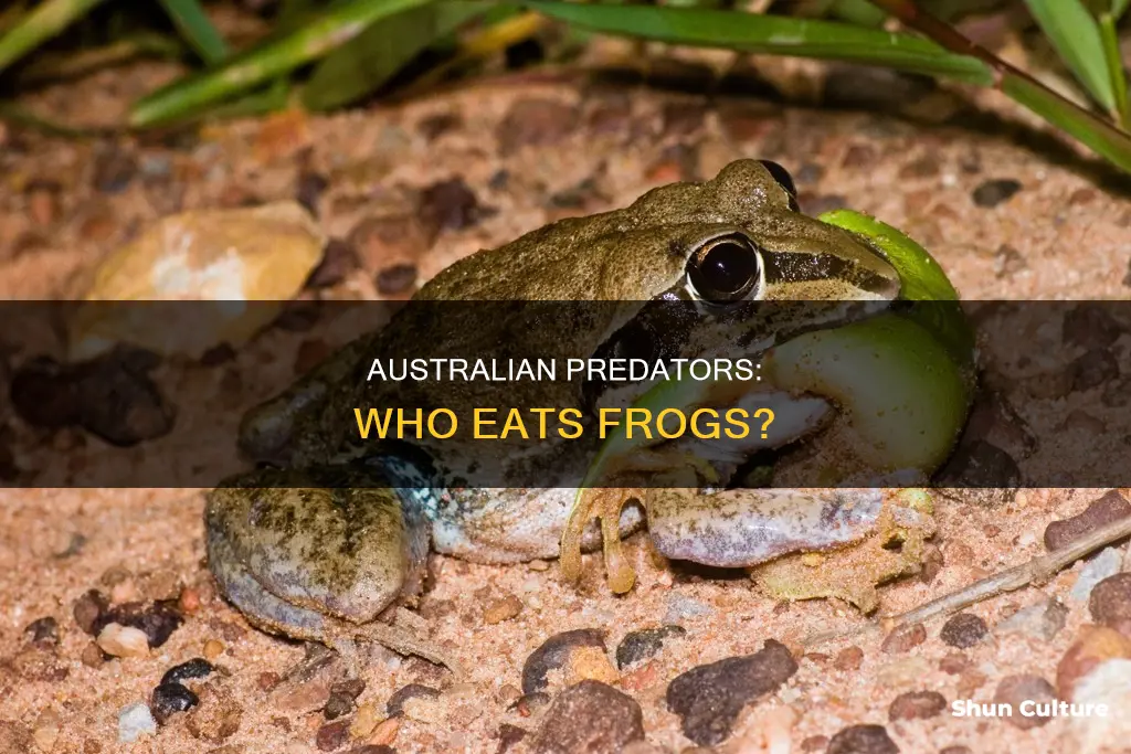 what australian animal eats frogs