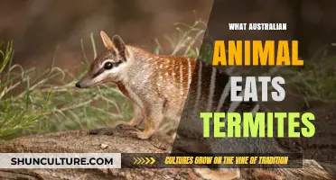Discover the Australian Animals That Feed on Termites