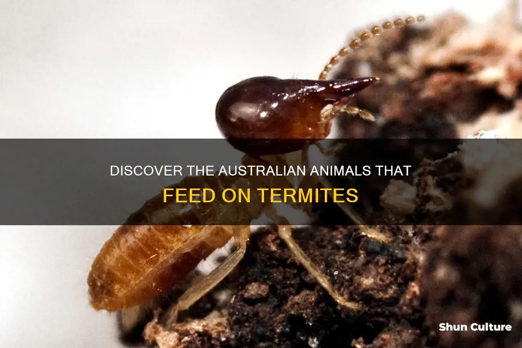 what australian animal eats termites