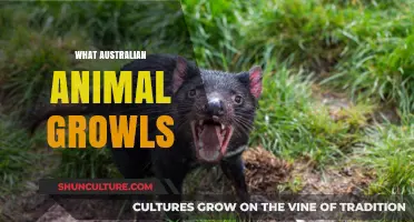 The Mystery of Growling Australian Wildlife
