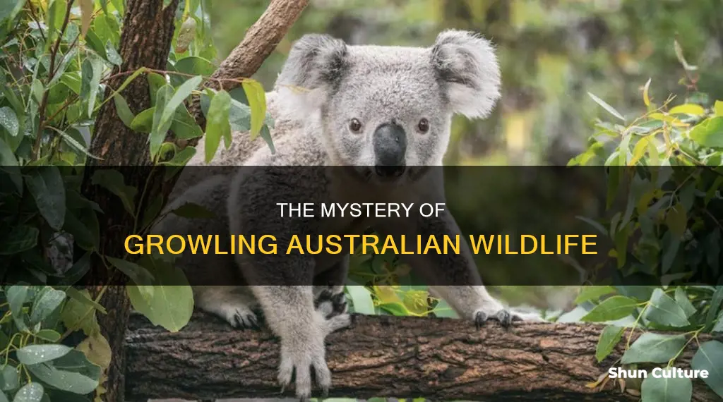 what australian animal growls