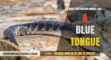 Blue-Tongued Skinks: Australia's Colorful Reptile Natives