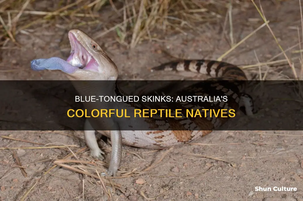what australian animal has a blue tongue