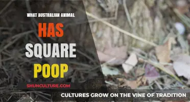 Square Poop Mystery: Which Australian Animal Does This?