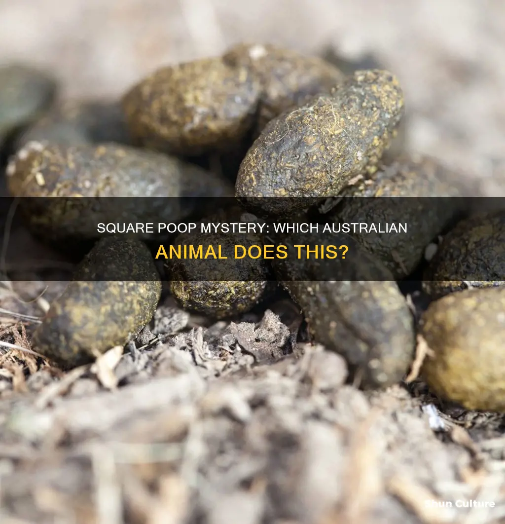what australian animal has square poop