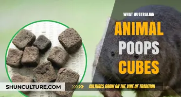 The Mystery of Cubic Poop: Australian Animal's Unique Trait