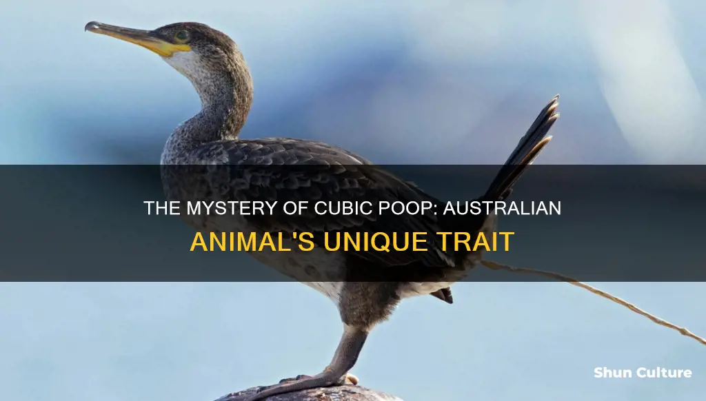 what australian animal poops cubes