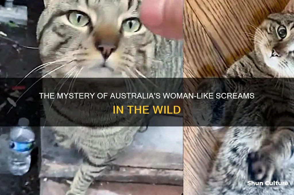 what australian animal sounds like a woman screaming