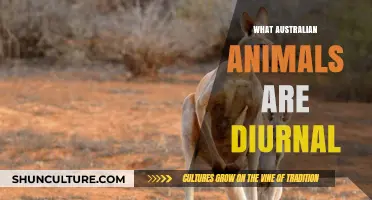 Discover Australia's Diurnal Animals