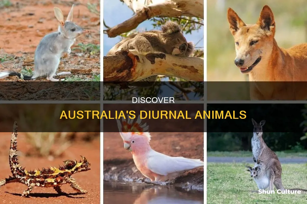 what australian animals are diurnal