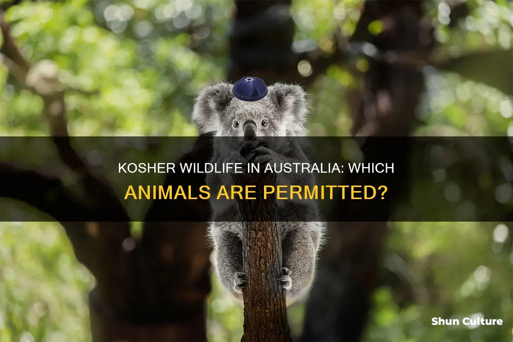 what australian animals are kosher