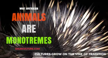 Australian Monotremes: Unique Mammals Laying Eggs