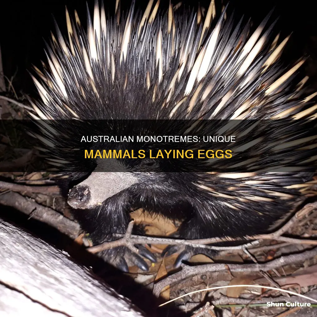 what australian animals are monotremes