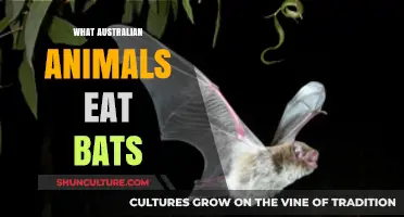 Australian Wildlife: Bats' Diet Explored