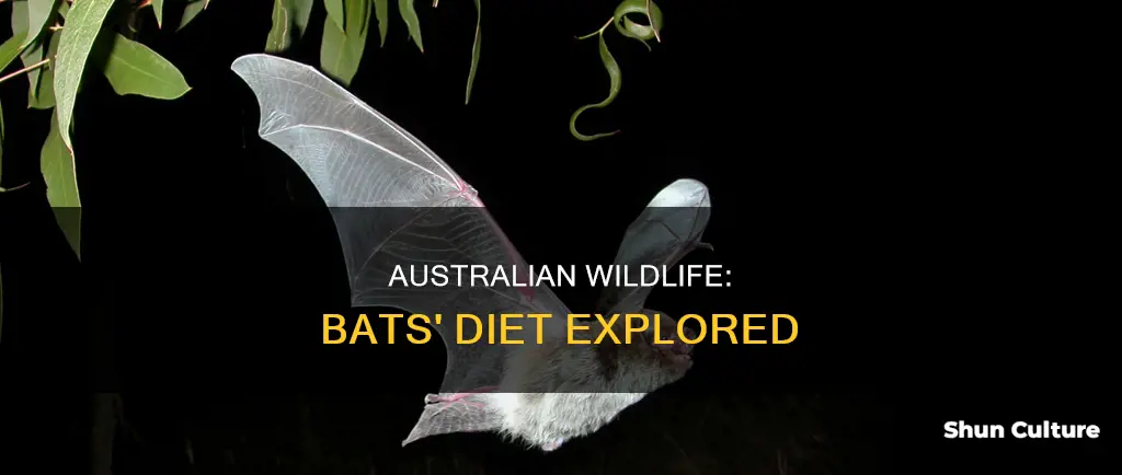 what australian animals eat bats