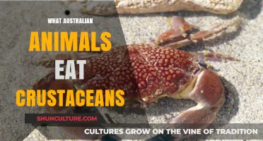 Australian Wildlife Crustacean Diet Secrets Revealed