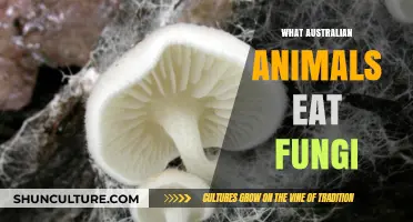 Australian Wildlife's Fungi Feast