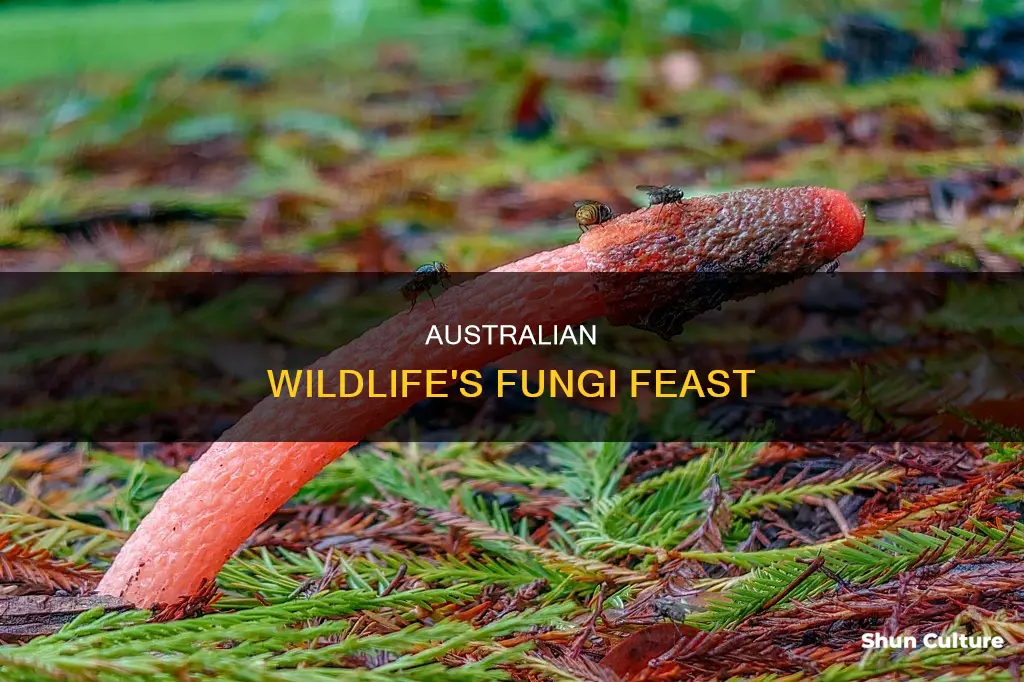 what australian animals eat fungi