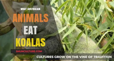 Australian Animals That Prey on Koalas