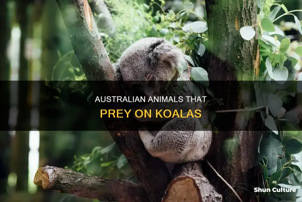 what australian animals eat koalas