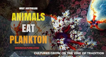 Plankton-Eating Animals in Australia: An Exploration