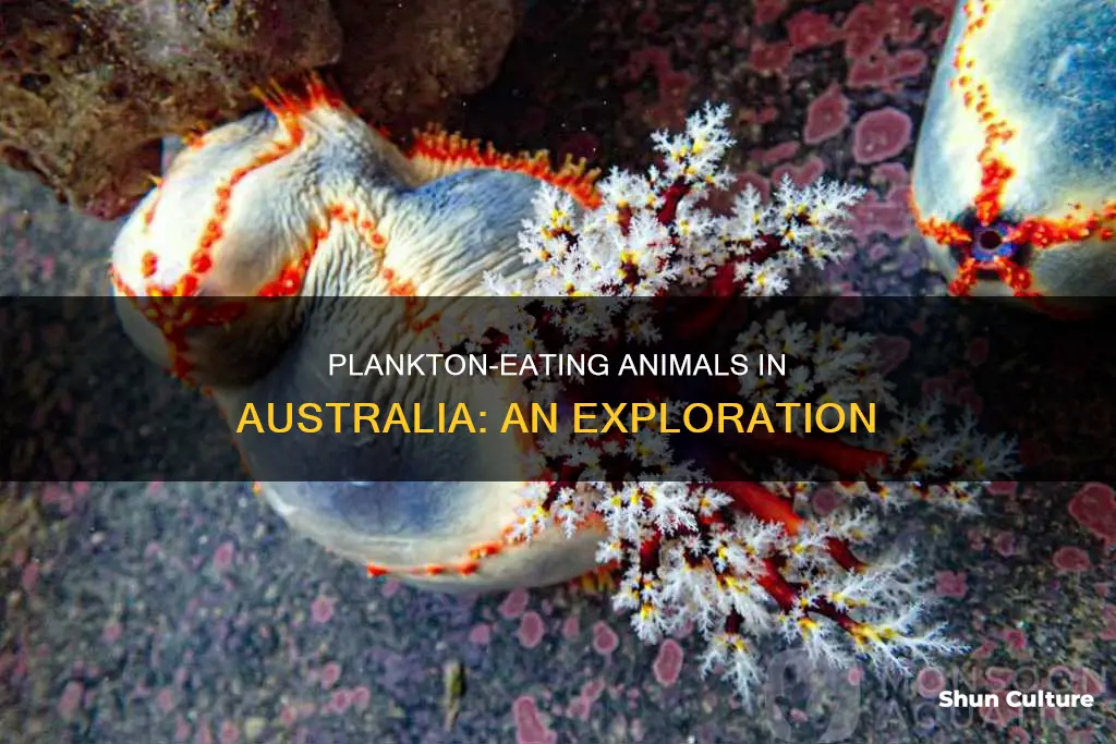 what australian animals eat plankton