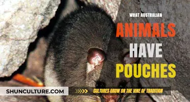 Australian Wildlife: Pouched Animals Down Under
