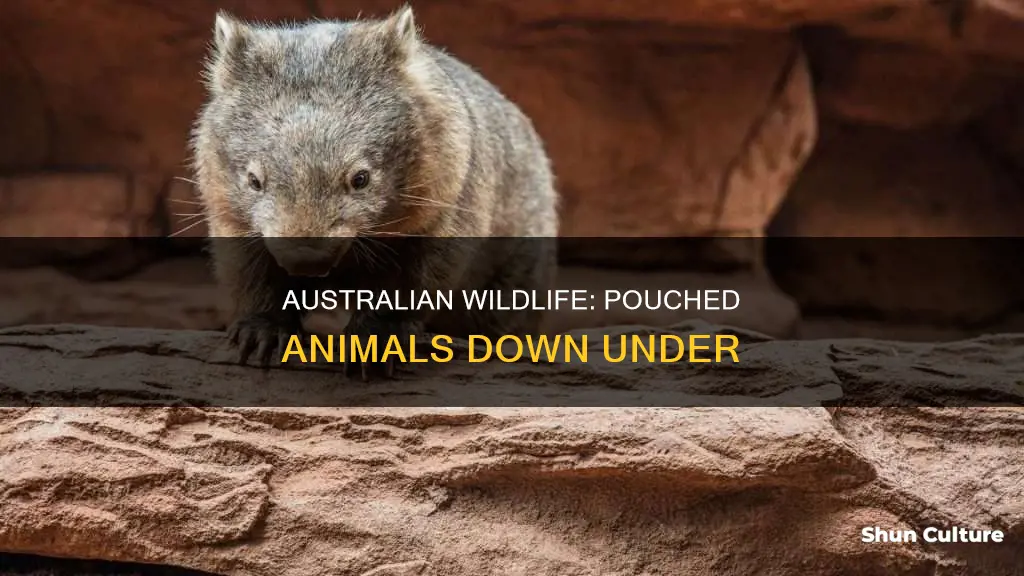 what australian animals have pouches