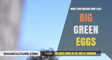 Big Green Eggs: Which Aussie Bird is the Culprit?
